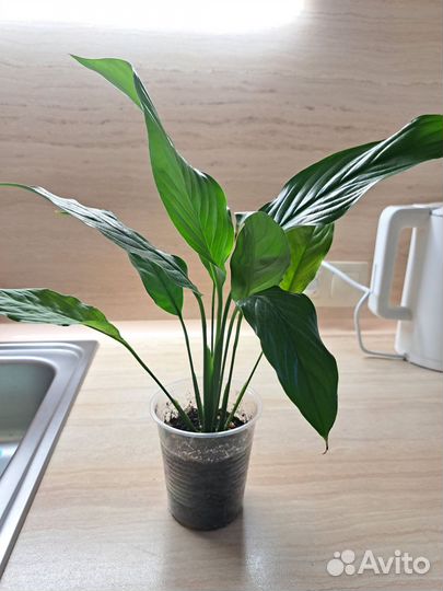 Спатифиллум