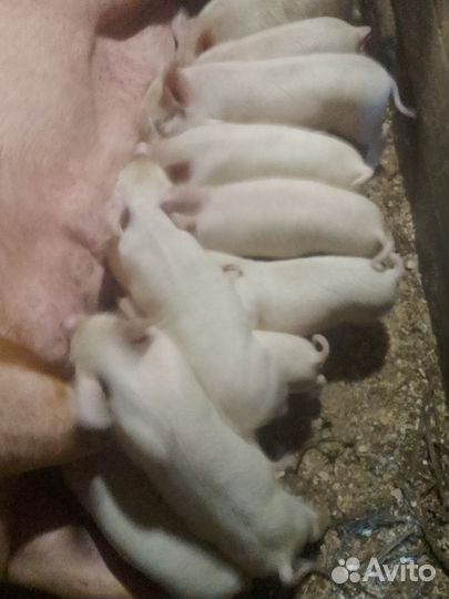 Поросята крупная белая + мангалица, 1 - 1,5 мес