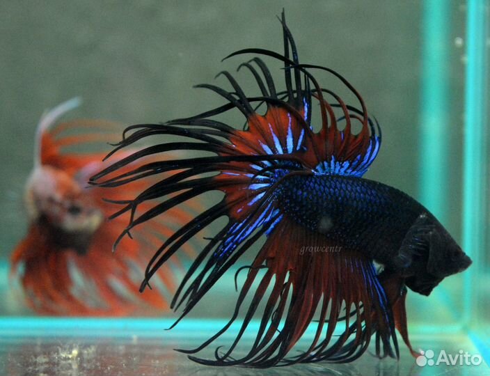 Петушки коронохвостый