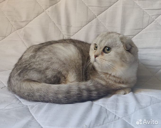 Вислоухая кошечка