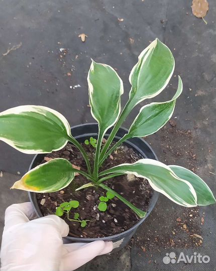 Хосты разные