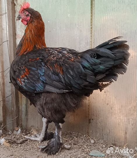 Петухи породистые