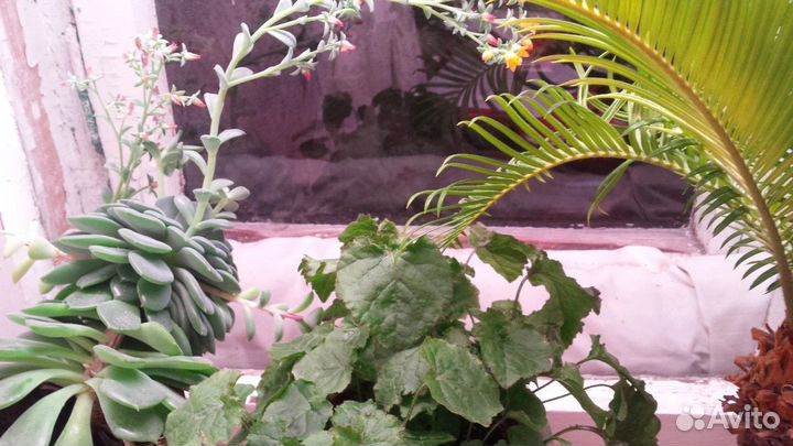 Фитосветильник для растений Uniel ULI-P11-35W