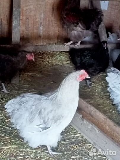 Орпингтоны молодые