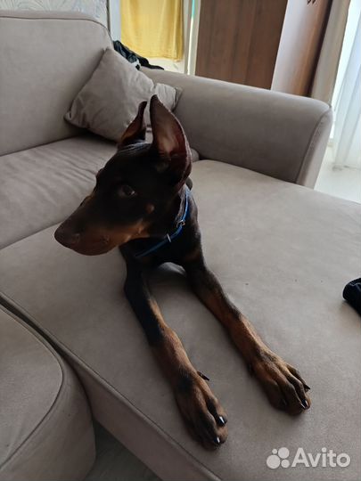 Доберман щенок