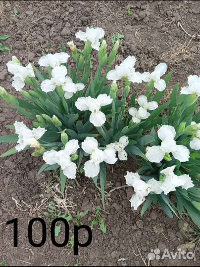 Ирисы сортовые