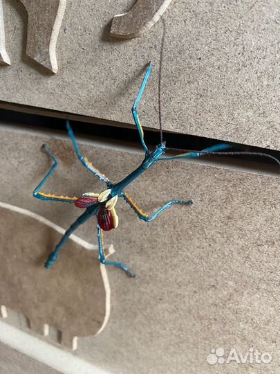 Мадагаскарские палочники детеныши