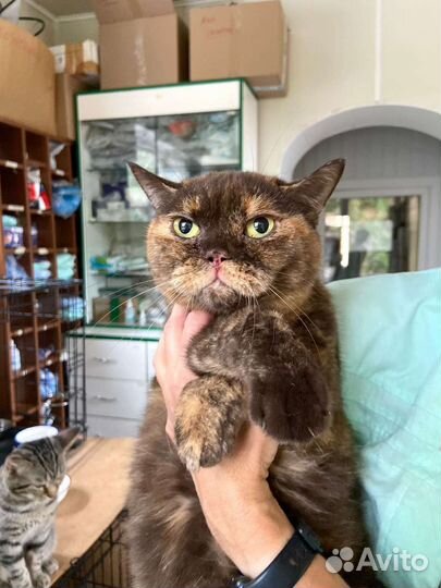 Кошка Плюшка в приюте ждёт хозяев