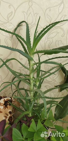 Домашние растения