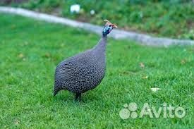 Продам Цесарку