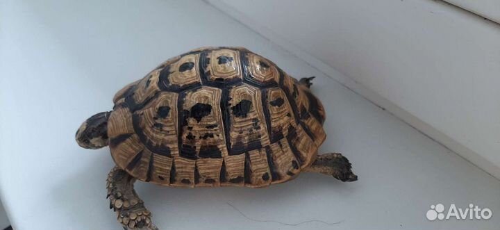 Чучело черепахи