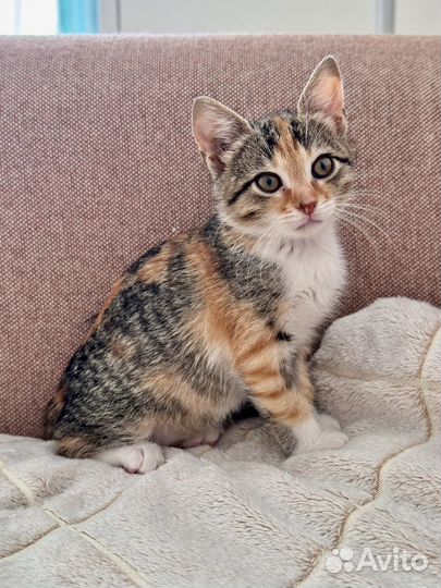 Котенок девочка ищет дом