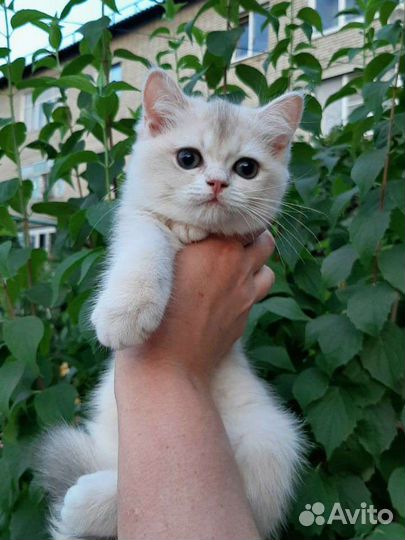 Британская золотая шиншилла