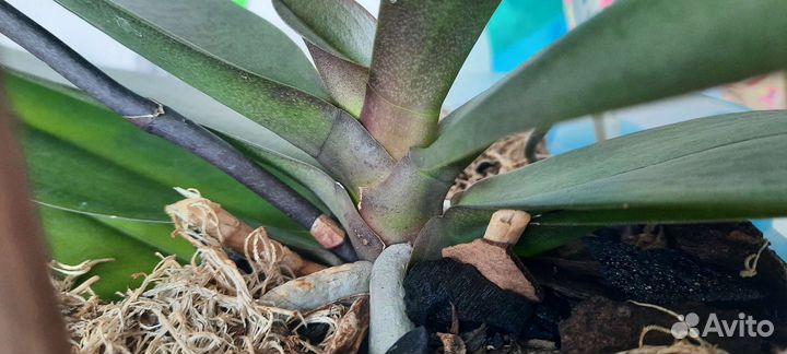 Орхидея Дубровник