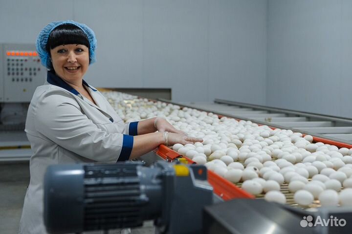 Вакансия на птицефабрику с графиком вахта