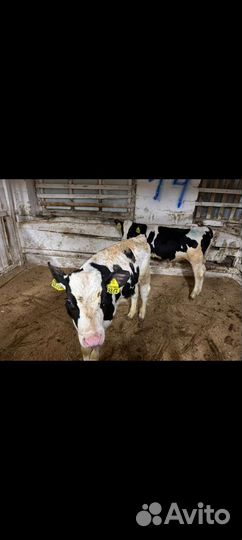 Телята бычки холмогорской породы
