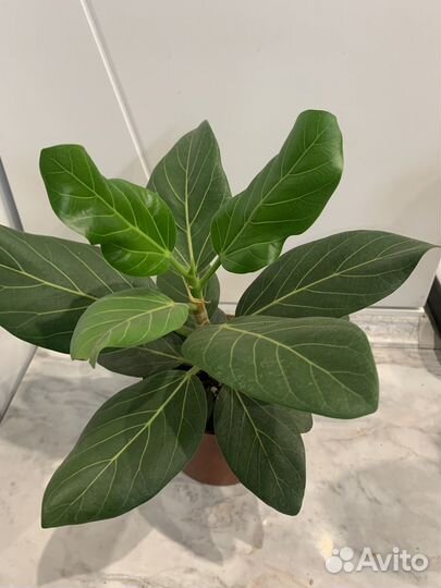 Сортовые фикусы