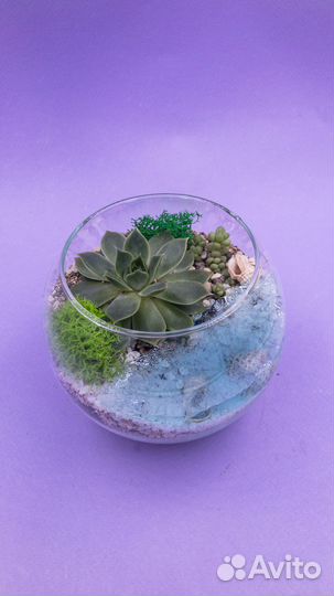 Флорариум мини