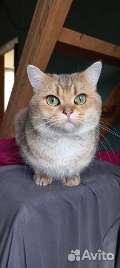 Британский кот