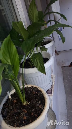 Спатифиллум