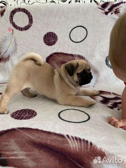 Щенок мопса девочка