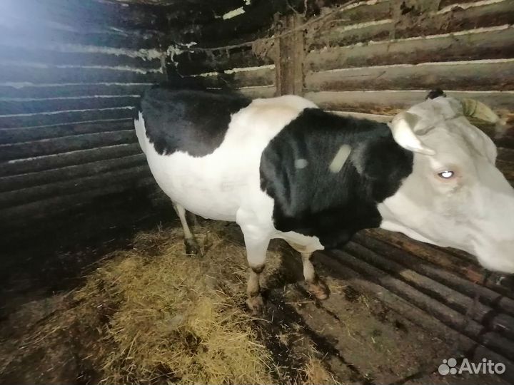 Продам корову на племя молочная