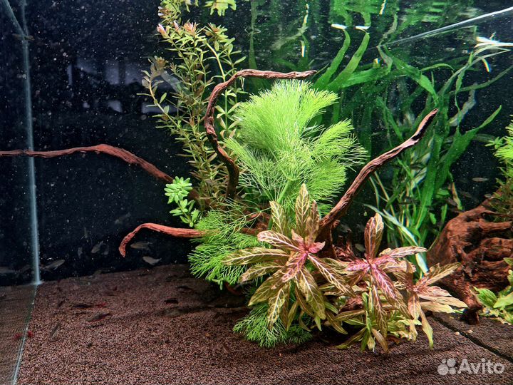 Набор из 15 растений в аквариум+доставка