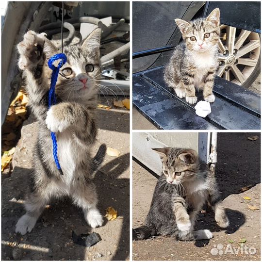 Котята в добрые руки (1 девочка)