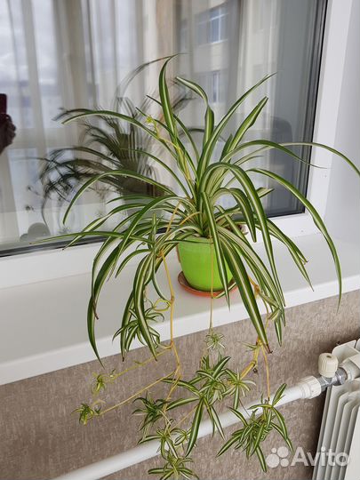 Хлорофитум