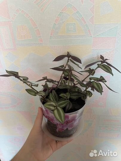 Традесканция