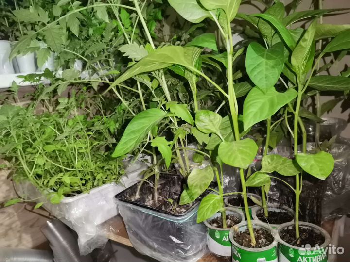 Рассада помидор и перцев