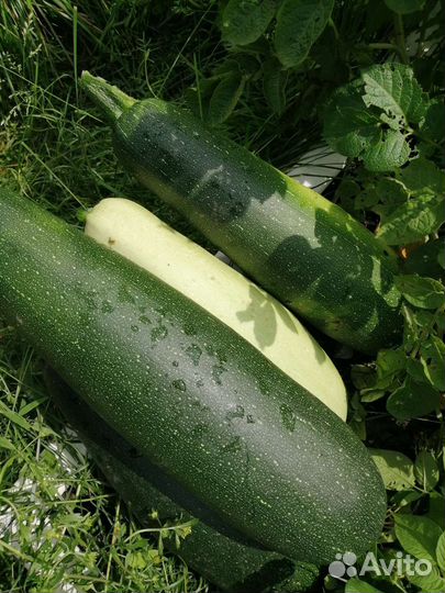 Кабачки домашние