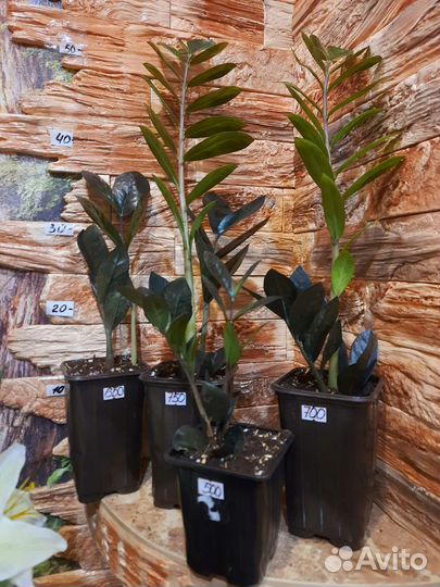 Замиокулькас черный равен, черный ворон