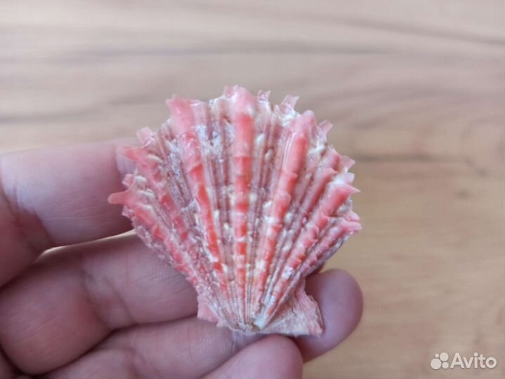 Морская раковина