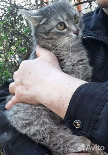 Кошечка в добрые руки