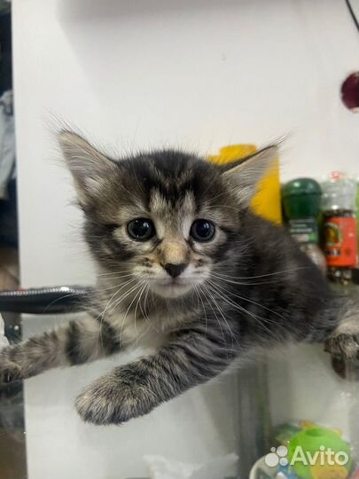 Тигры ищут дом