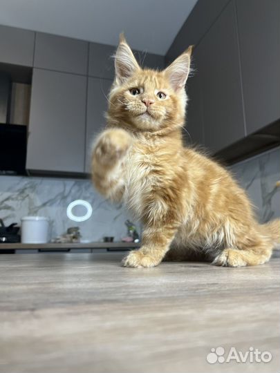 Котята мейн-кун