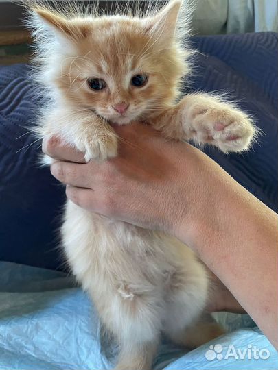 Домашние животные кошки