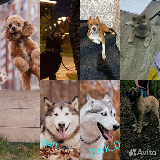 Дрессировка с проживанием у Кинолога (передержка)