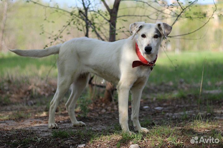 Собака в добрые руки