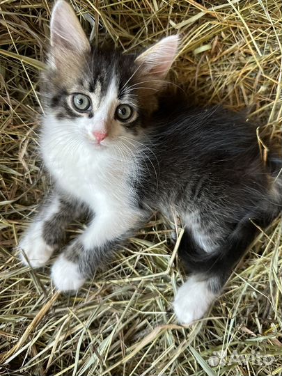 Котята в добрые руки бесплатно