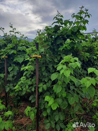 Саженцы ежевики