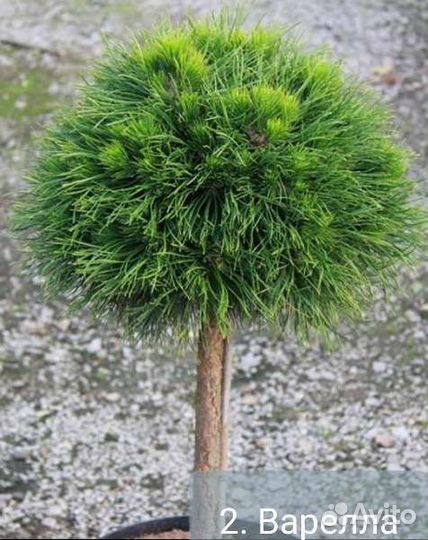 Сосна горная на штамбе (подробности в описании)