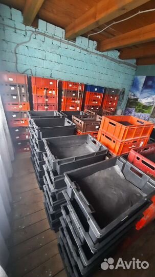 Черви дендробена