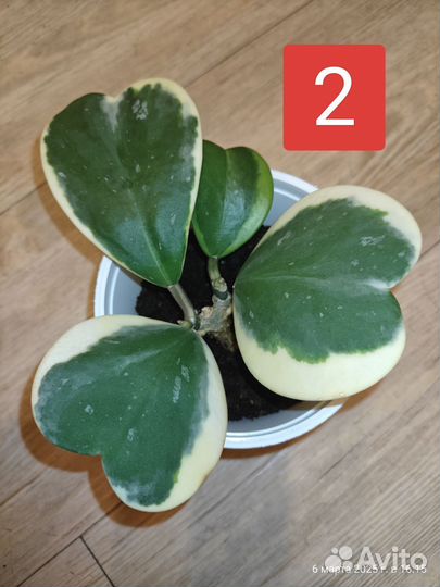 Хойя Керри вариегата альбомаргината