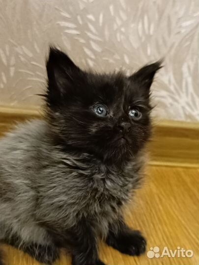 Котята мейн-кун