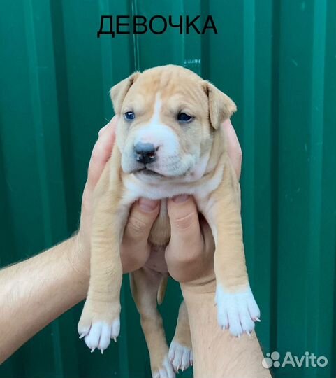 Продаются щенки амстаффа