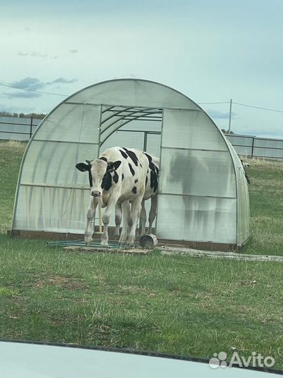 Телята бычки