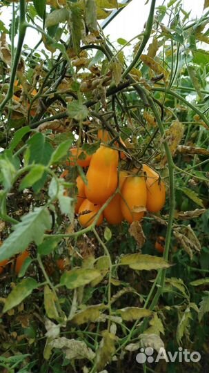 Помидоры свежие домашние