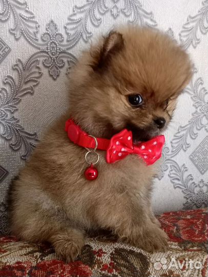 Щенки шпица